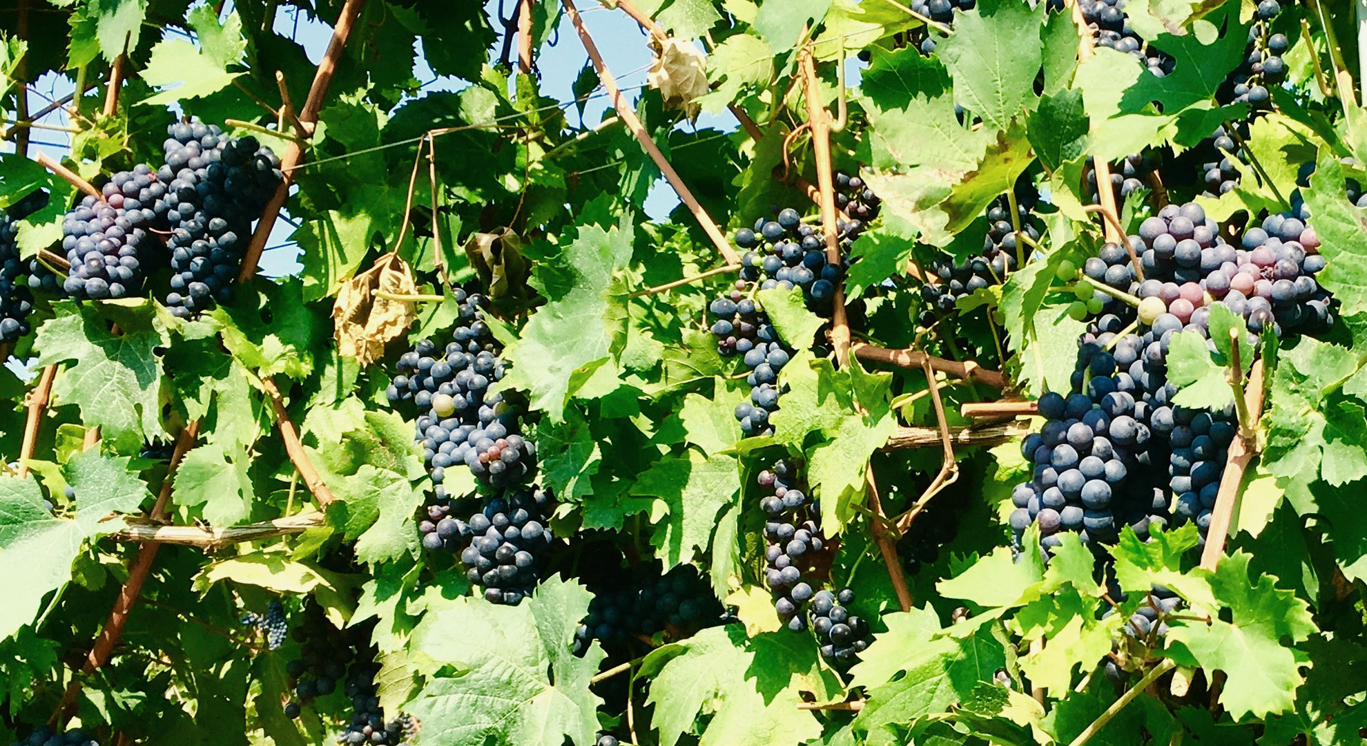 Valpolicella wine grape harvest