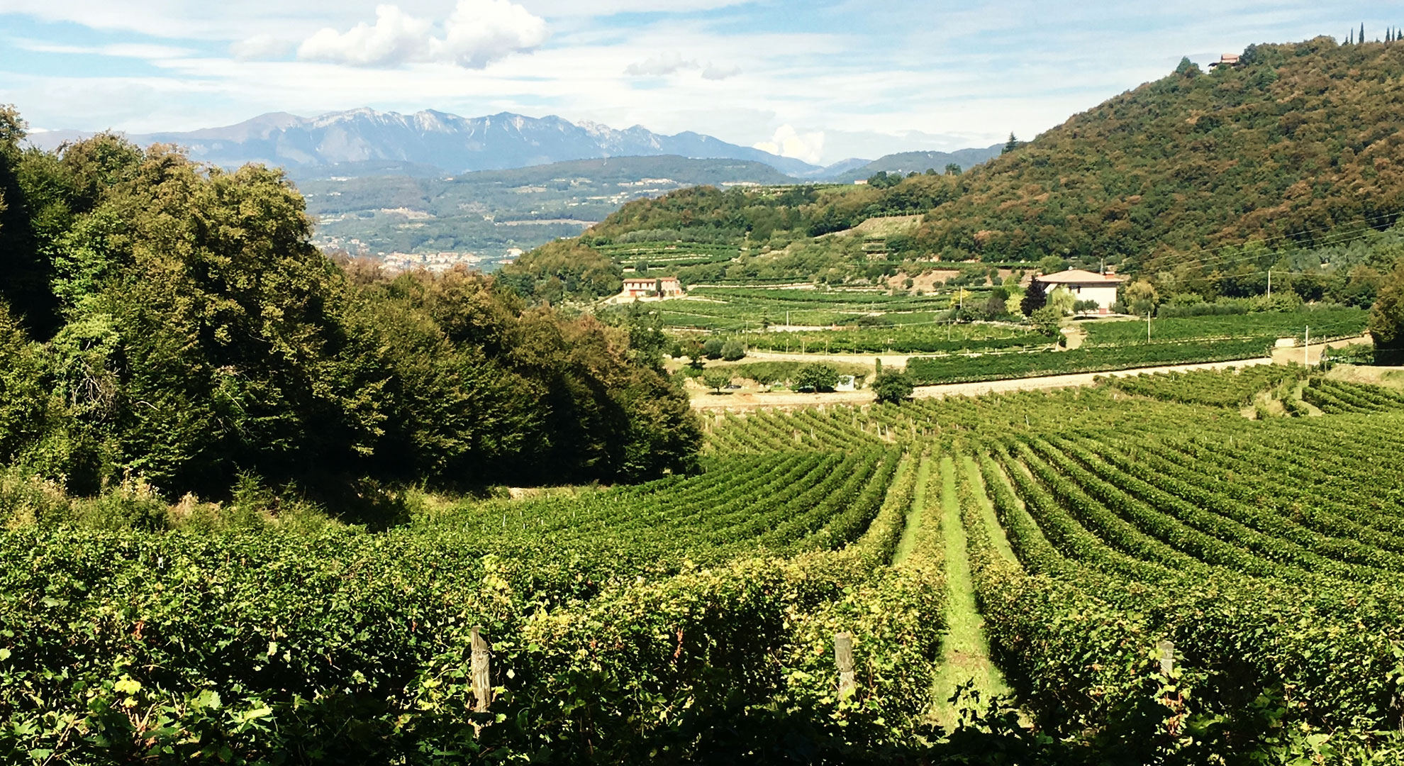 Vineyards near Lake Garda