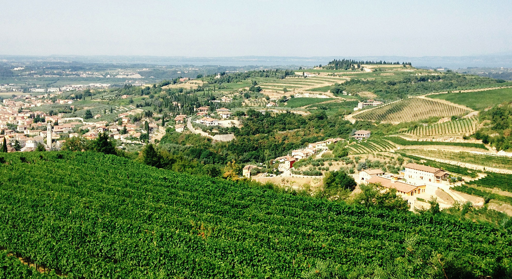 Tuscan vineyards in Montalcino