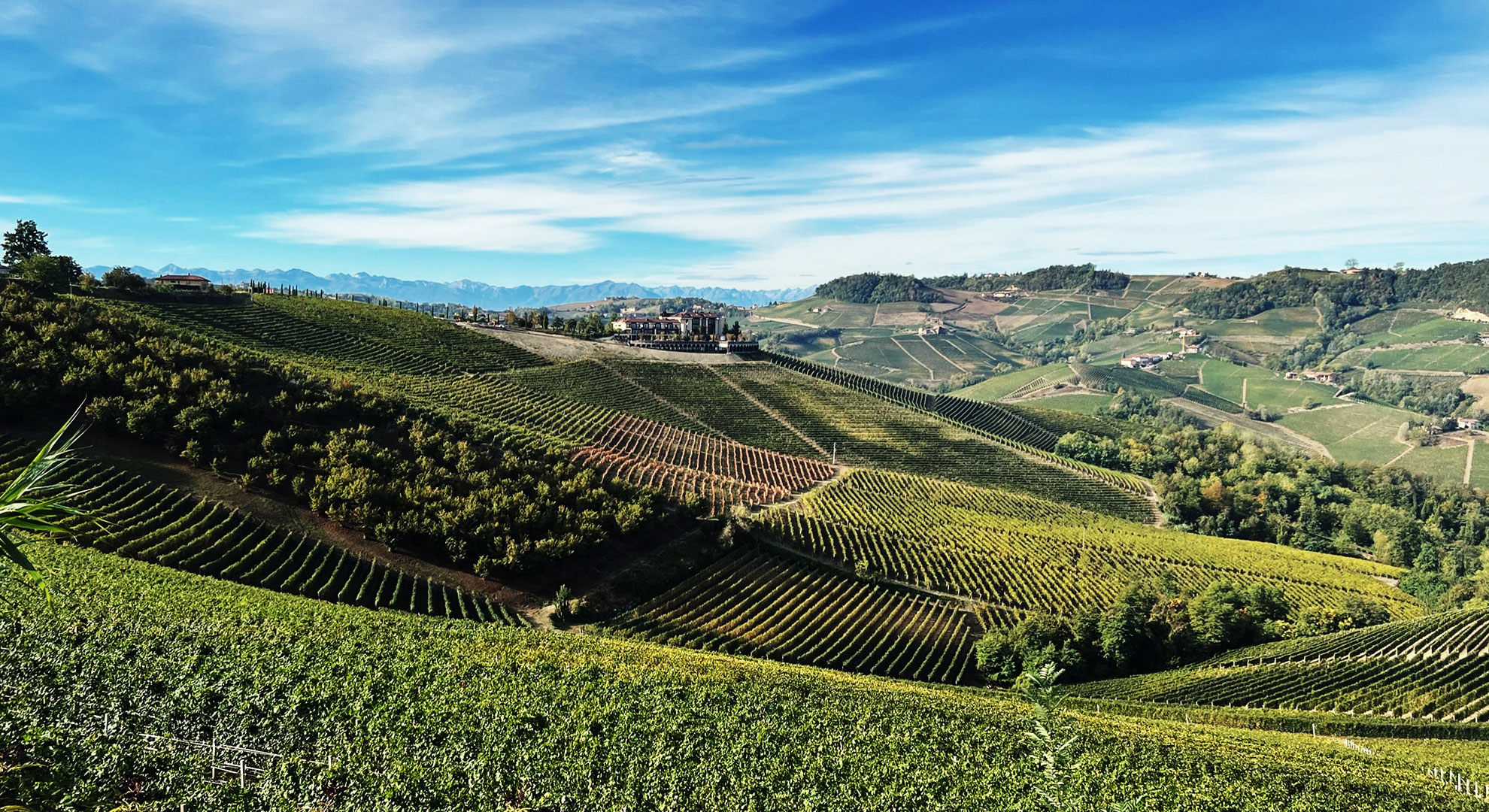 Barolo vineyards in Piemonte
